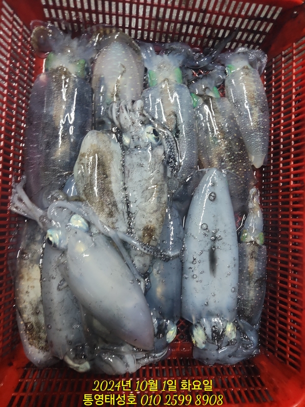 통영태성호의 조황일지 이미지 - 15