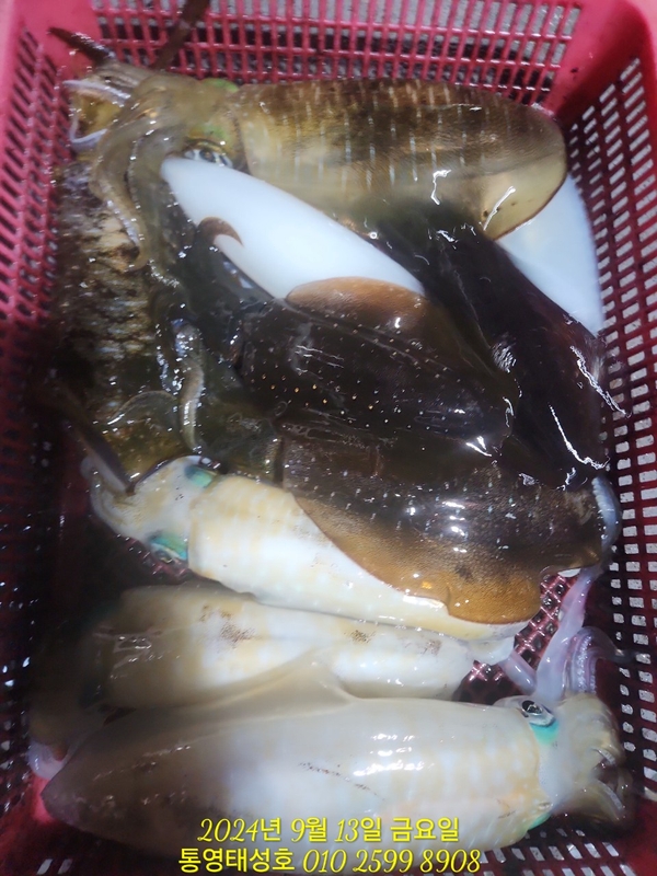 통영태성호의 조황일지 이미지 - 3