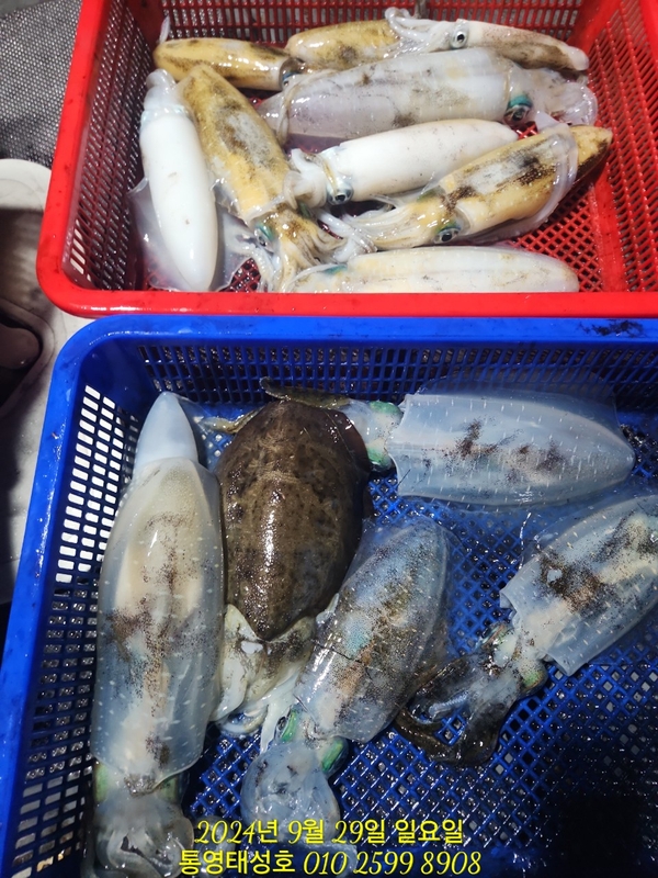 통영태성호의 조황일지 이미지 - 8