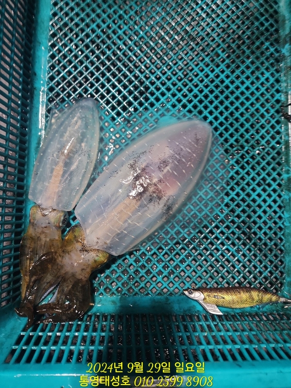 통영태성호의 조황일지 이미지 - 12