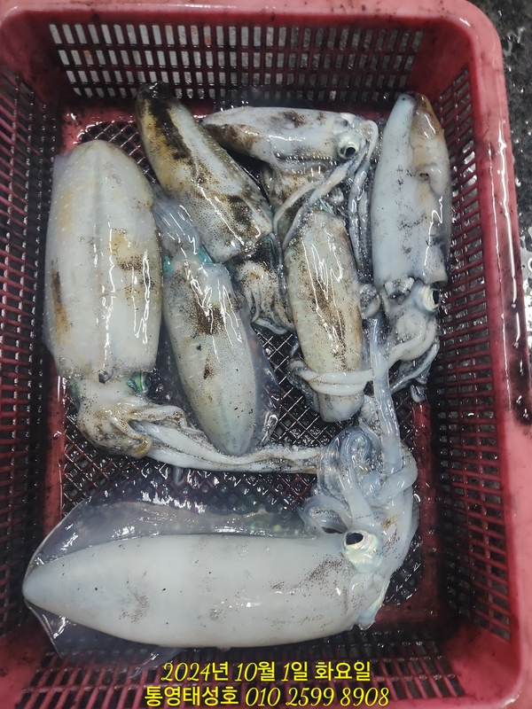 통영태성호의 조황일지 이미지 - 13