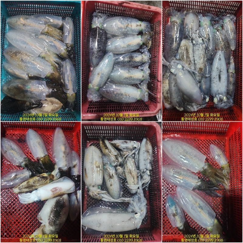 통영태성호의 조황일지 이미지 - 3