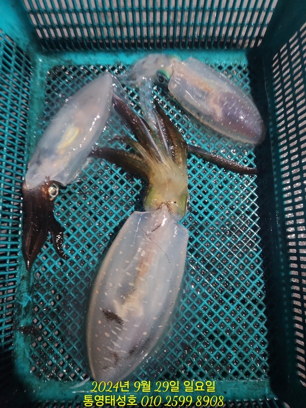 통영태성호의 조황일지 이미지 - 11