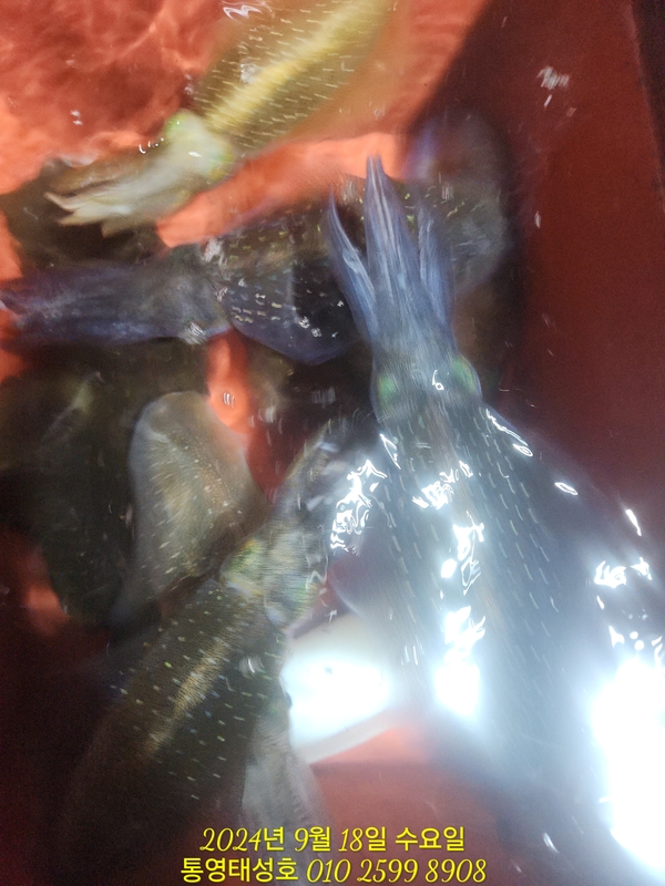 통영태성호의 조황일지 이미지 - 8