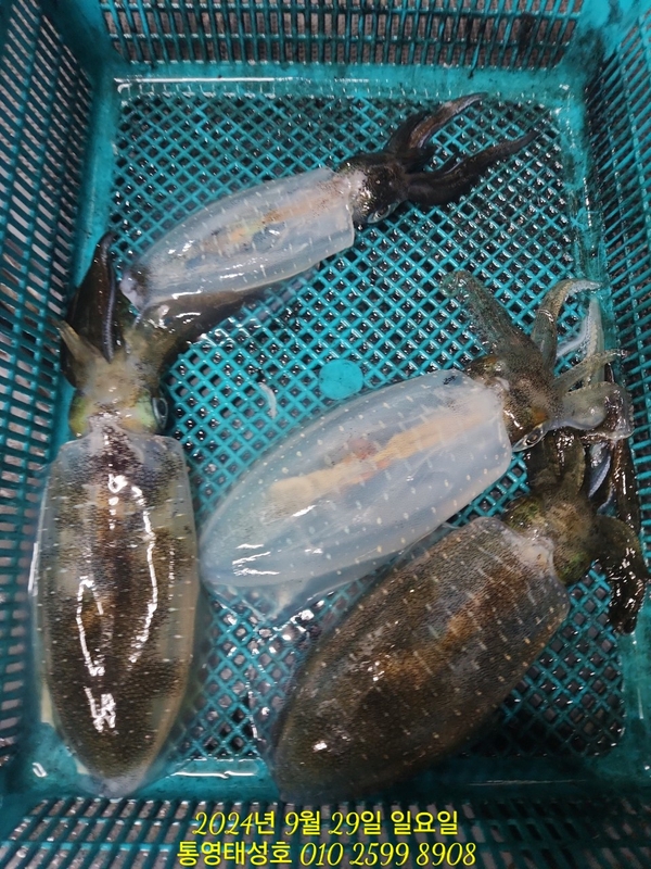 통영태성호의 조황일지 이미지 - 10