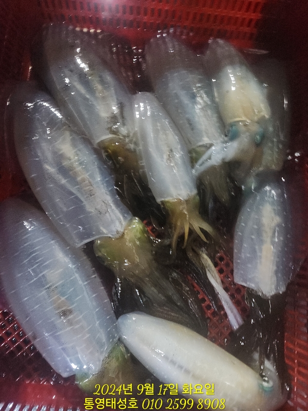 통영태성호의 조황일지 이미지 - 8