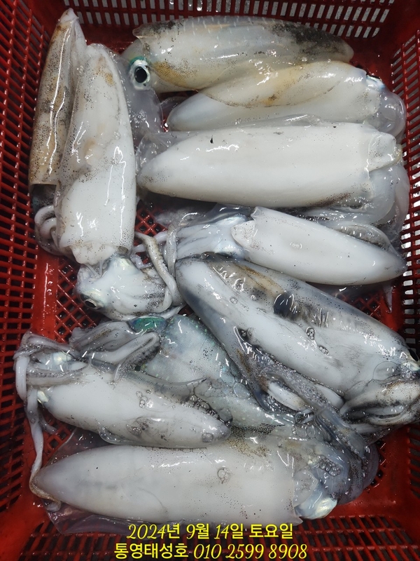 통영태성호의 조황일지 이미지 - 2