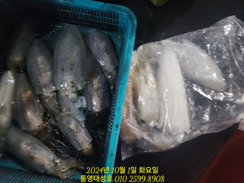 통영태성호의 조황일지 이미지 - 17