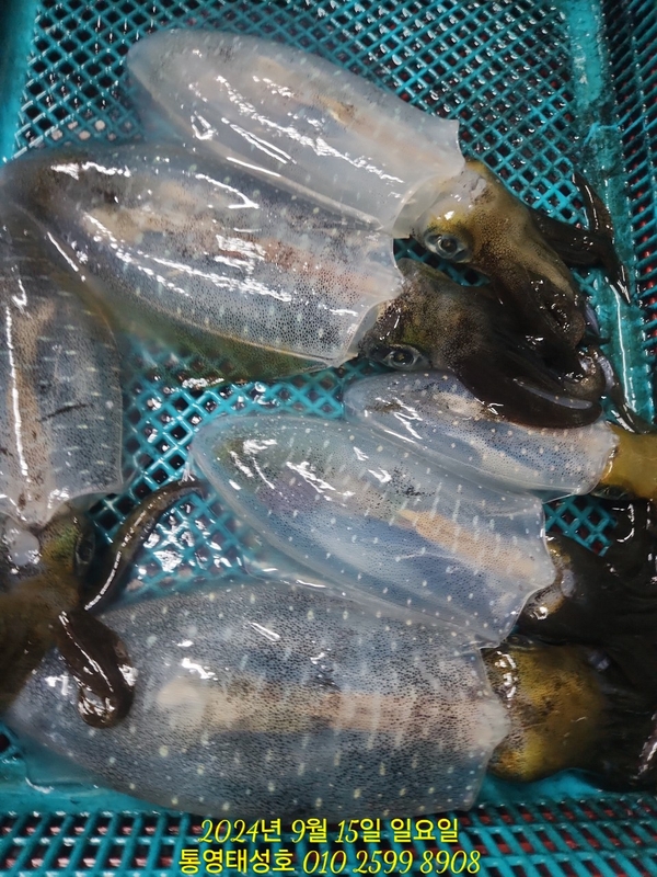 통영태성호의 조황일지 이미지 - 7