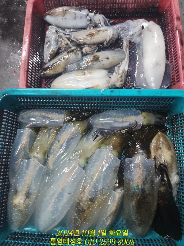 통영태성호의 조황일지 이미지 - 11