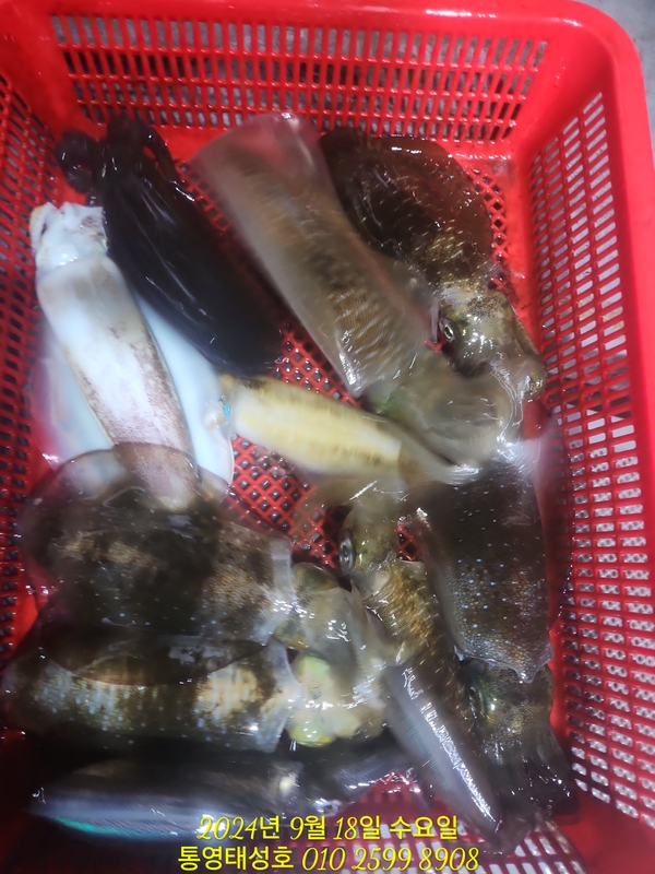 통영태성호의 조황일지 이미지 - 10