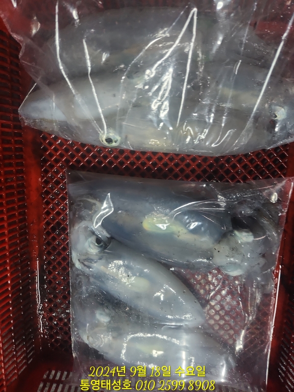 통영태성호의 조황일지 이미지 - 17