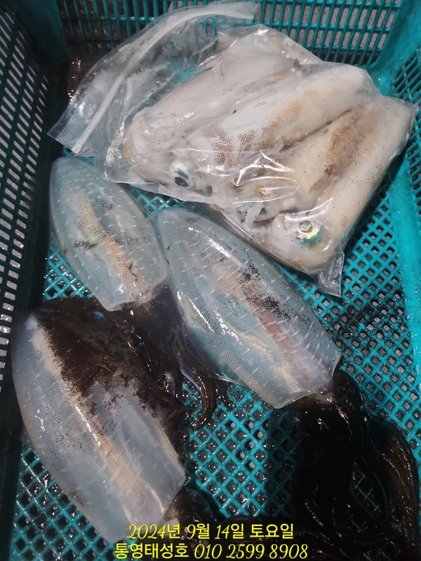 통영태성호의 조황일지 이미지 - 6