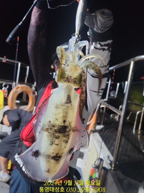 통영태성호의 조황일지 이미지 - 3