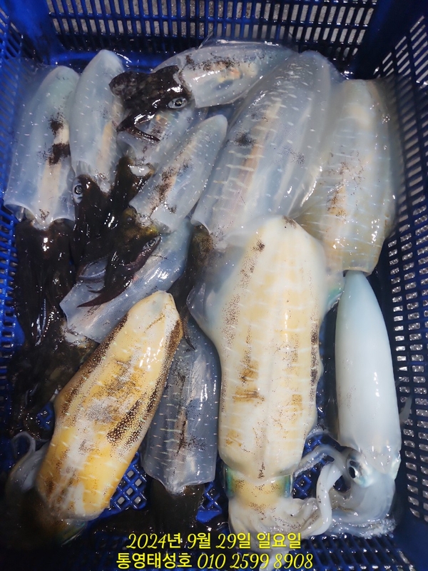 통영태성호의 조황일지 이미지 - 7