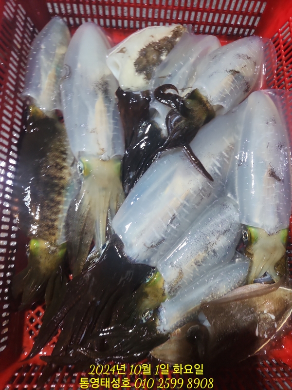 통영태성호의 조황일지 이미지 - 19