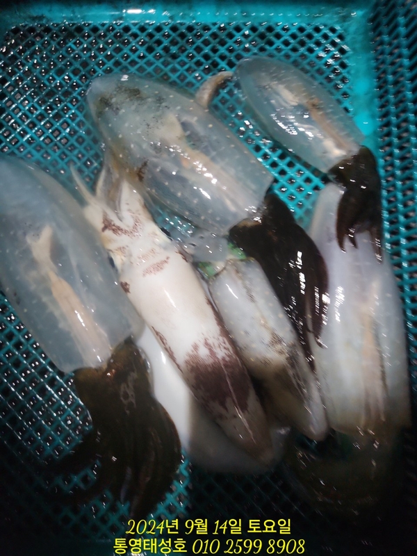 통영태성호의 조황일지 이미지 - 7