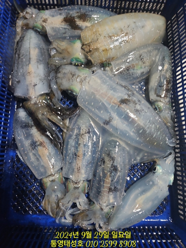 통영태성호의 조황일지 이미지 - 6