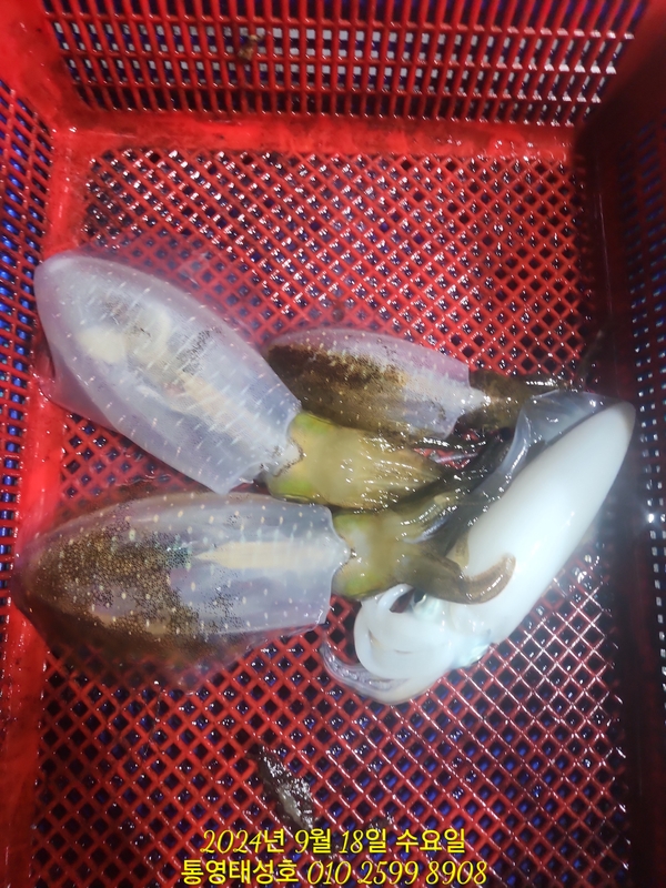 통영태성호의 조황일지 이미지 - 13