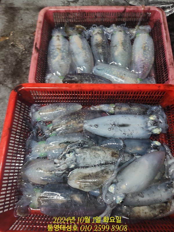 통영태성호의 조황일지 이미지 - 14