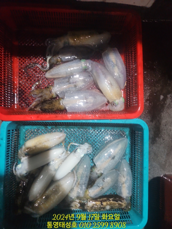 통영태성호의 조황일지 이미지 - 10