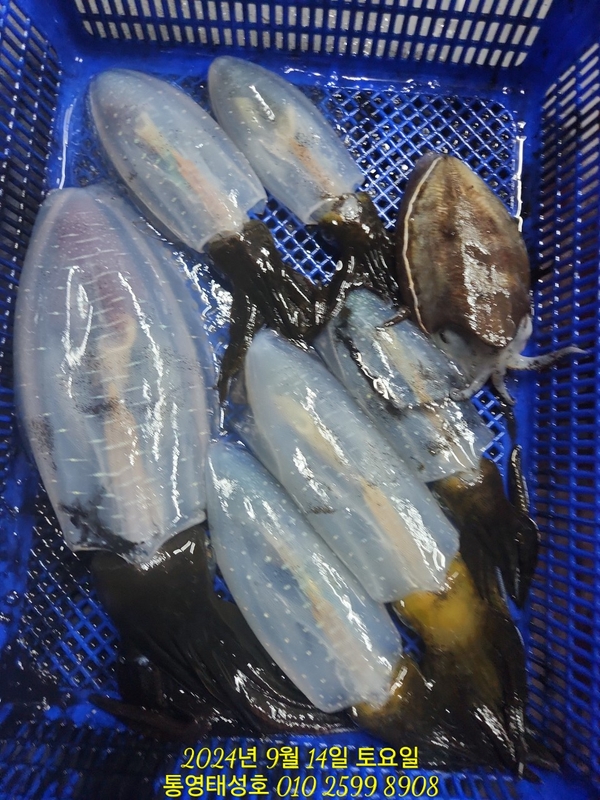 통영태성호의 조황일지 이미지 - 5