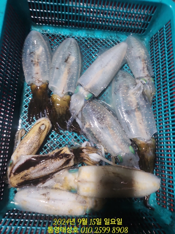 통영태성호의 조황일지 이미지 - 11