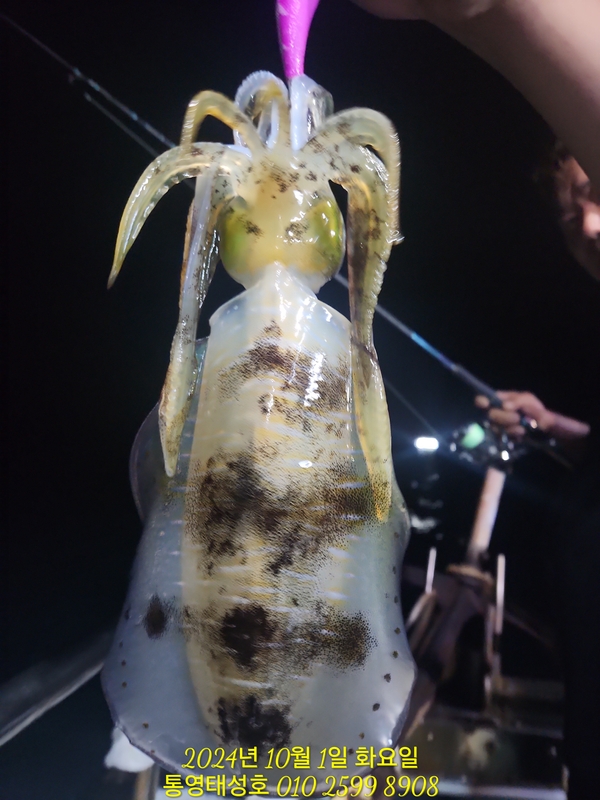 통영태성호의 조황일지 이미지 - 8