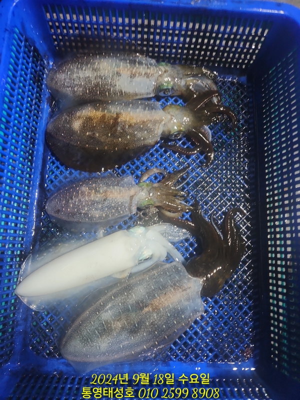 통영태성호의 조황일지 이미지 - 15