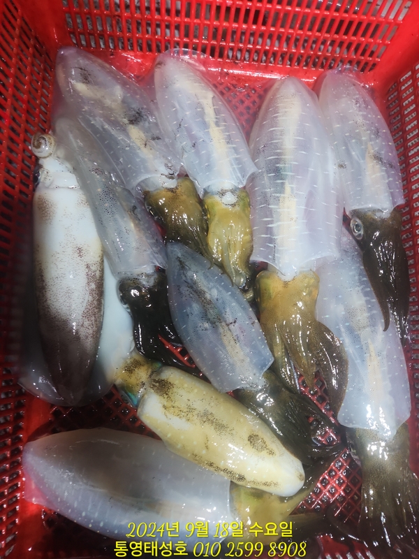 통영태성호의 조황일지 이미지 - 11