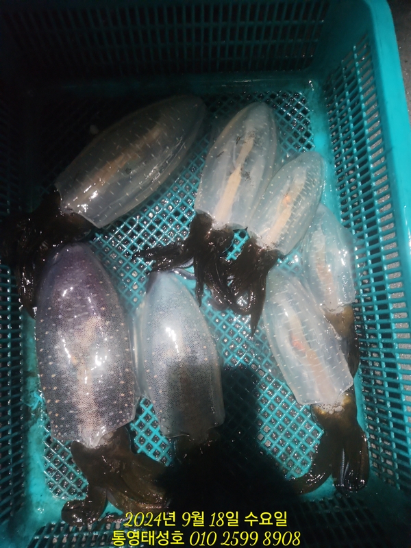 통영태성호의 조황일지 이미지 - 14