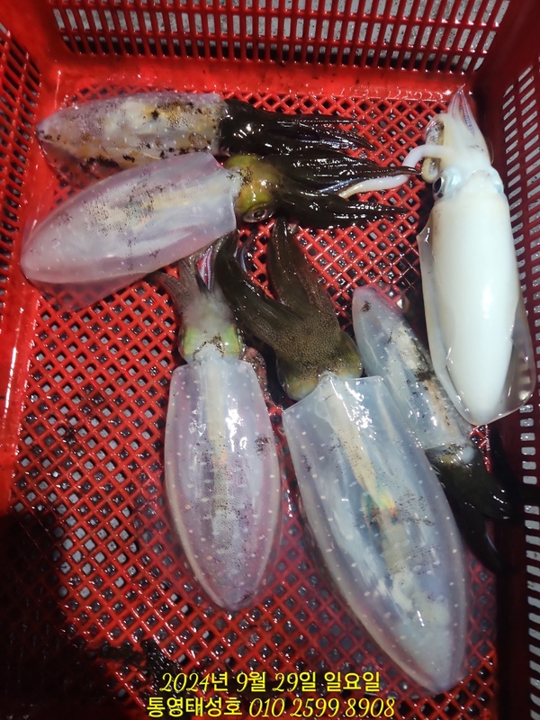 통영태성호의 조황일지 이미지 - 9