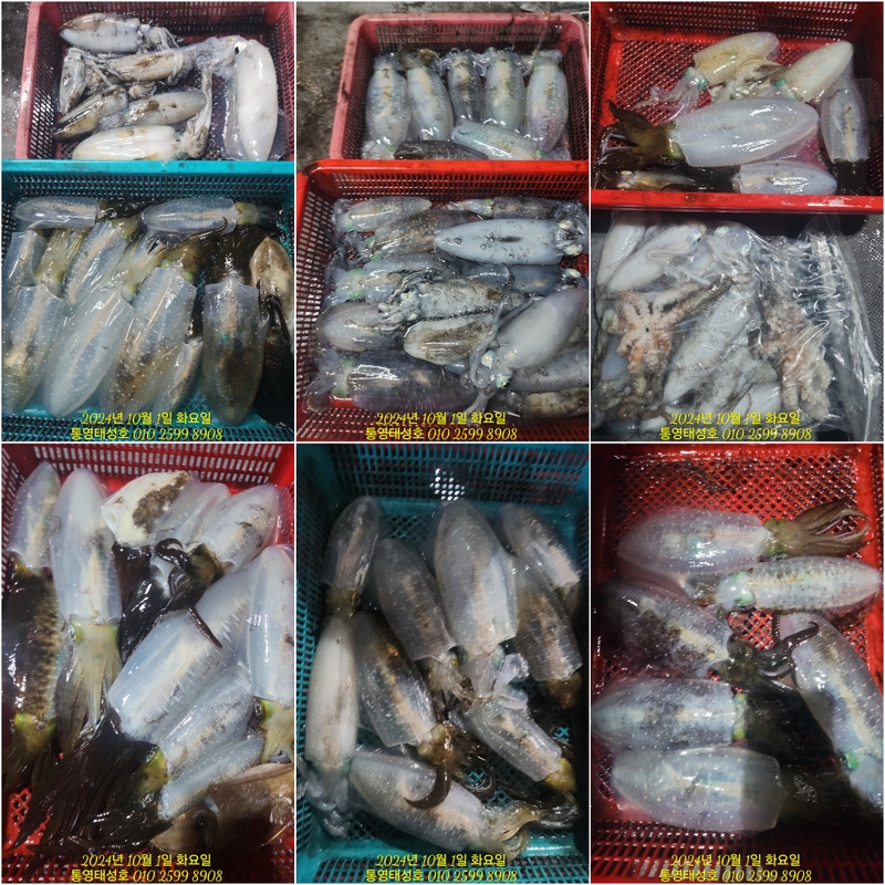 통영태성호의 조황일지 이미지 - 2