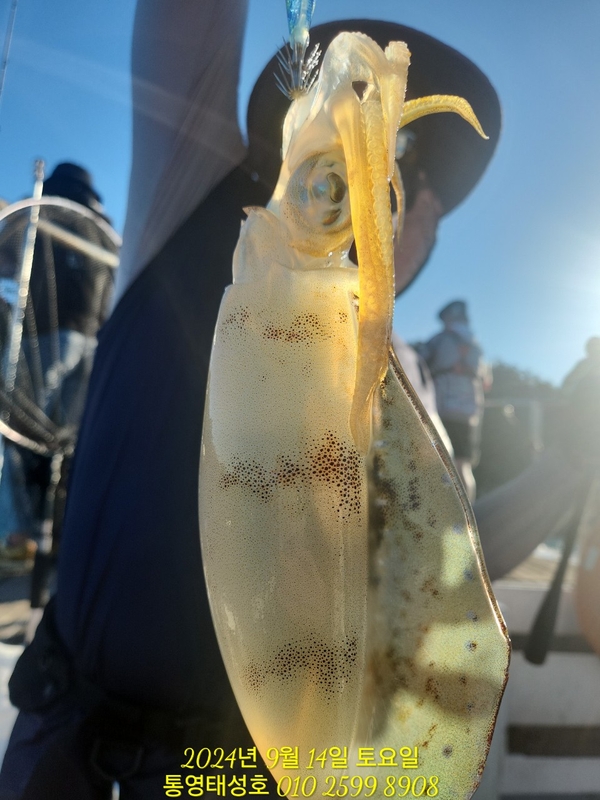 통영태성호의 조황일지 이미지 - 3