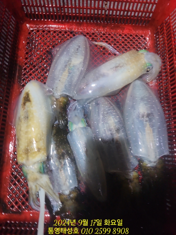 통영태성호의 조황일지 이미지 - 6