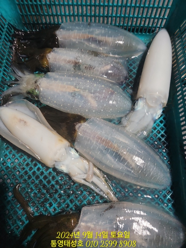 통영태성호의 조황일지 이미지 - 8