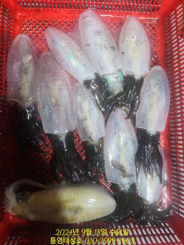 통영태성호의 조황일지 이미지 - 9