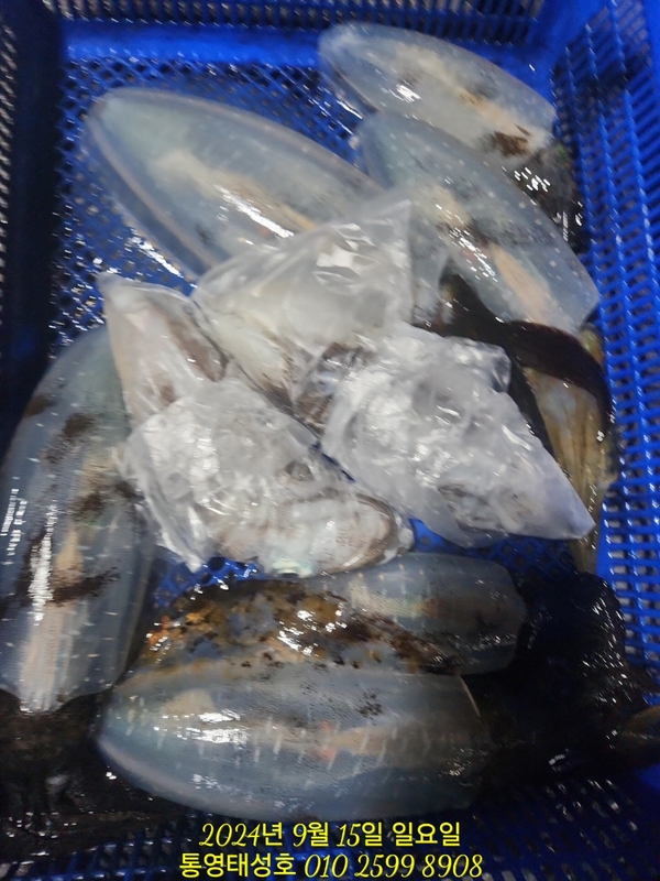 통영태성호의 조황일지 이미지 - 9