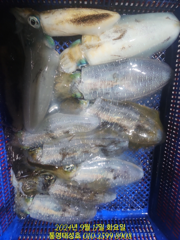 통영태성호의 조황일지 이미지 - 5