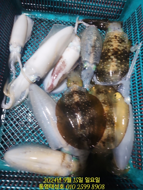 통영태성호의 조황일지 이미지 - 6