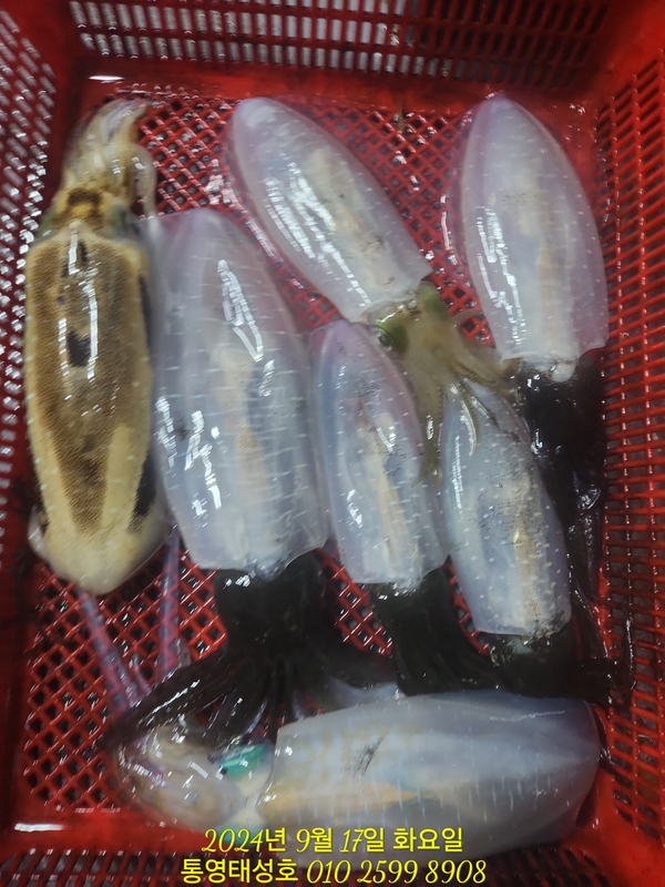 통영태성호의 조황일지 이미지 - 7