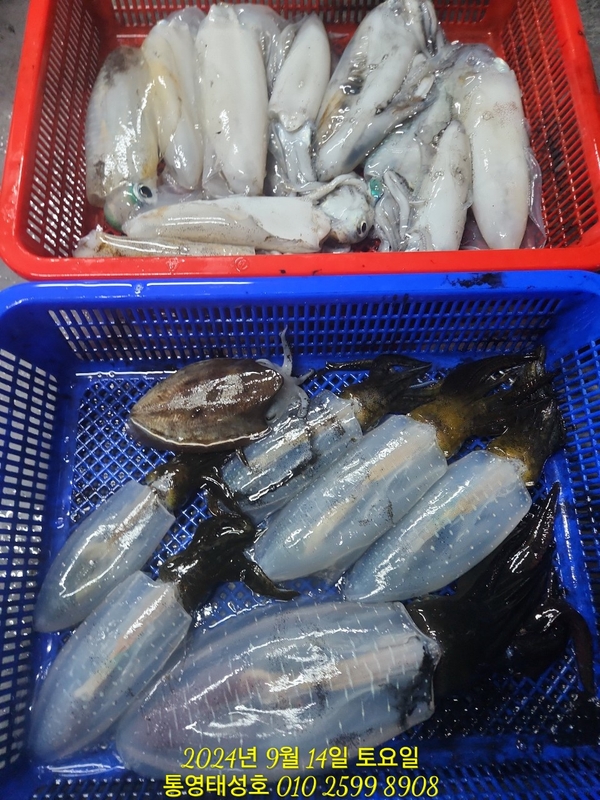 통영태성호의 조황일지 이미지 - 4