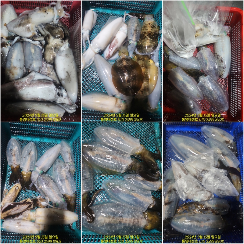 통영태성호의 조황일지 이미지 - 13