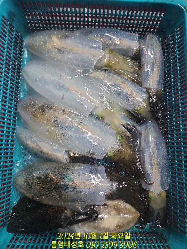 통영태성호의 조황일지 이미지 - 12