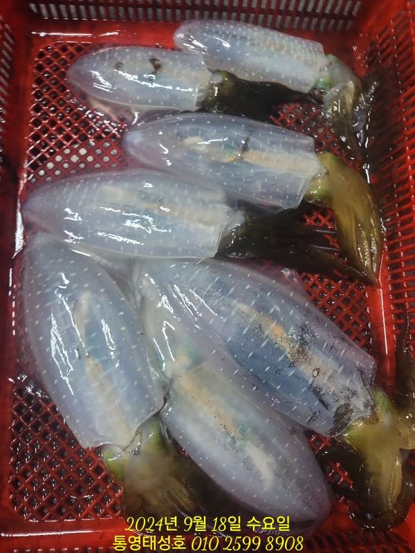 통영태성호의 조황일지 이미지 - 12