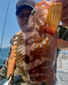 26일(토) ㆍ27일(일) 붉바리ㆍ농어 외수질 선상낚시로 잡은 물고기 조황