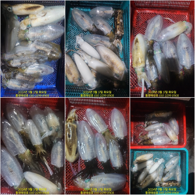 통영태성호의 조황일지 이미지 - 13