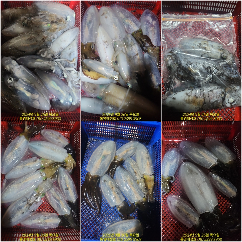 통영태성호의 조황일지 이미지 - 2