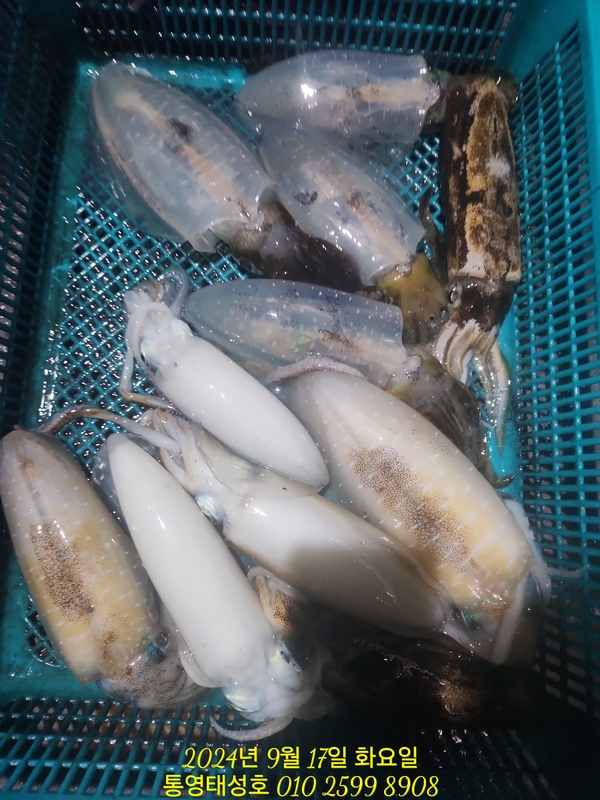 통영태성호의 조황일지 이미지 - 9