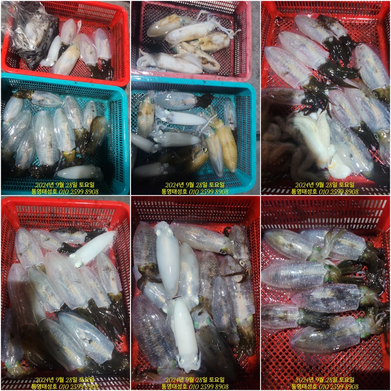 통영태성호의 조황일지 이미지 - 2